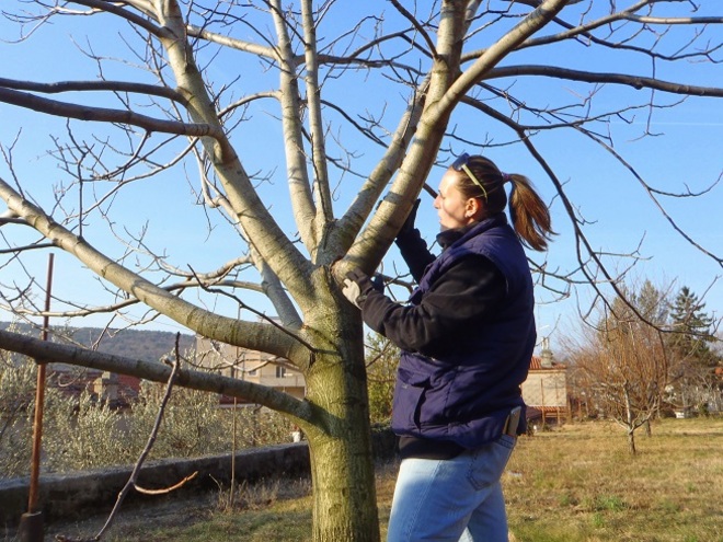 La potatura degli alberi da frutto e dell’ulivo: istruzioni per l’uso