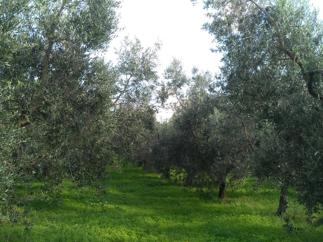 Solum e Supremo - Nel nord del Lazio, Olio Extravergine di Oliva da giovani produttori