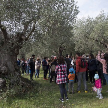   -  Parco Regionale dell'Olivo di Venafro  