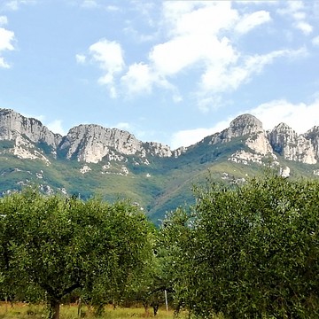   -  Oliveto ai piedi degli Alburni  