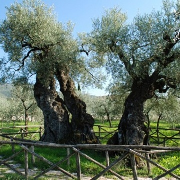   -  Olivo di Sant'Emiliano  